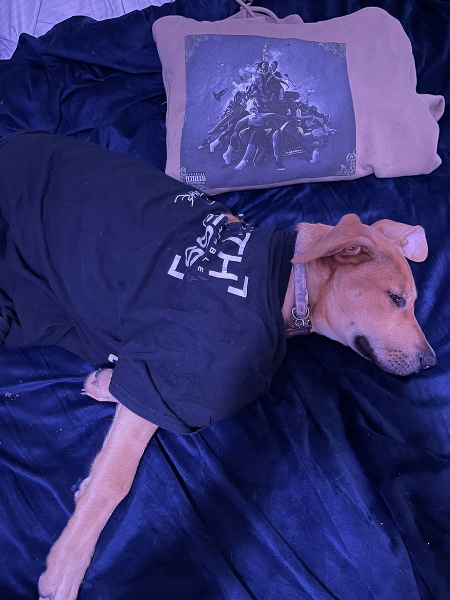 itsaaro's tweet photo. Yo @DSmoke7 I chewed through my dad’s favorite shirt this morning. He’s got all your projects on vinyl! What are the chances you can hook this dogg up with a replacement for him? Thanks 7 -Beau https://t.co/IWmFlfHwo7