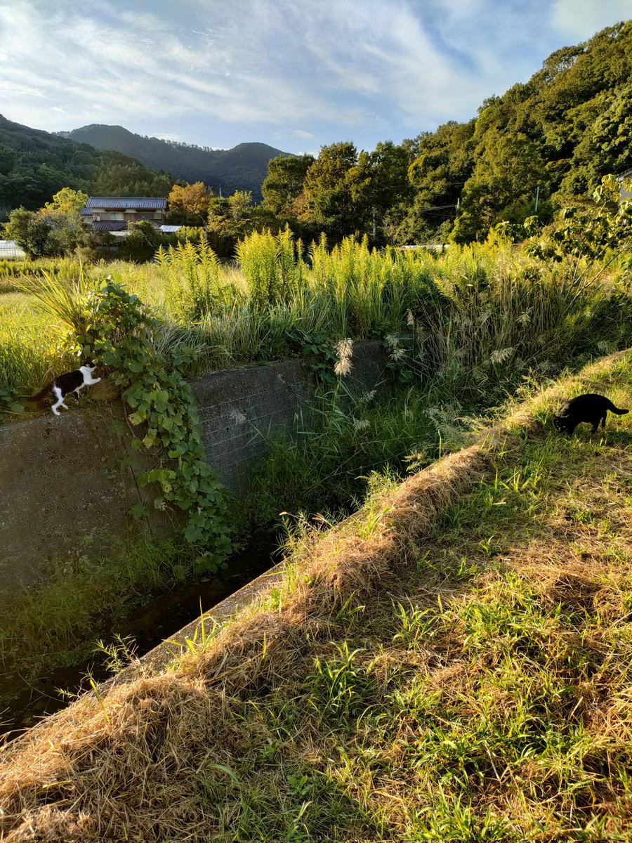 黒猫の福太郎が心配して大丈夫か？とニャンニャン鳴いてました😍