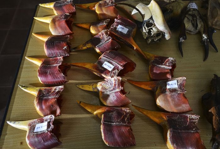 Sayangnya rangkong terancam punah karena perburuan. Banyak orgil pelihara rangkong demi prestige atau koleksi paruh rangkong untuk jadi pajangan.

Membunuh 1 rangkong bisa membunuh pasangannya juga karena betina yg sedang mengeram jadi mati kelaparan, tidak ada yg menyuapi 😭