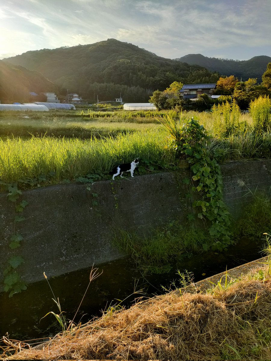 向こう岸に渡って戻ってこれないモグサ君😰