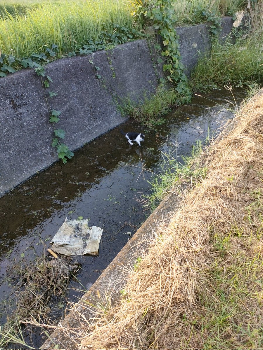 鳴きながら川に降りたモグサ君😱