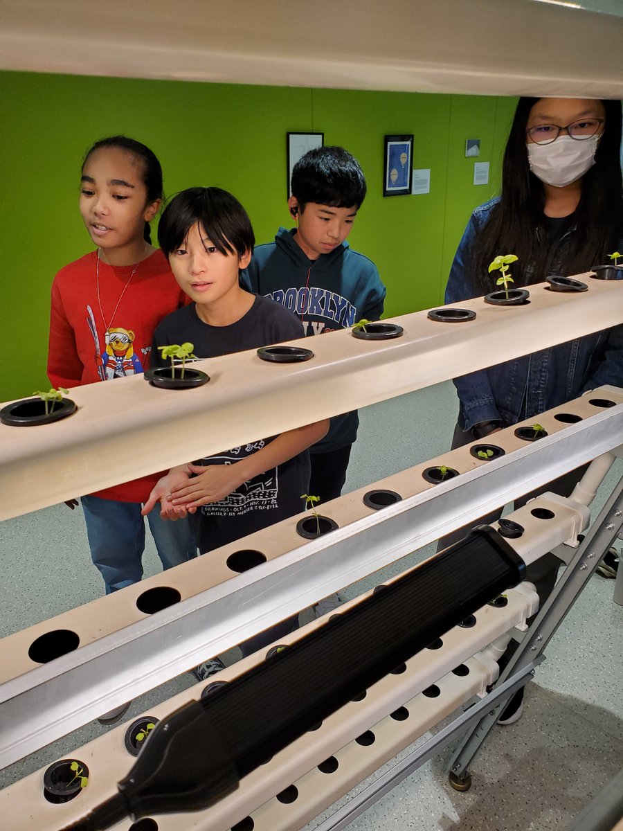 NIS_Sciences's tweet image. #MYPscience #NISinspire with us and get exited about our hydroponics system up and running!