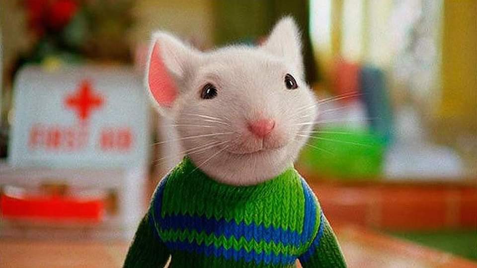 BigTitsMania's tweet image. #SonyPictures ya está preparando una serie animada para niños de #StuartLittle y un remake en live-action (ambos proyectos para el próximo año 2024).