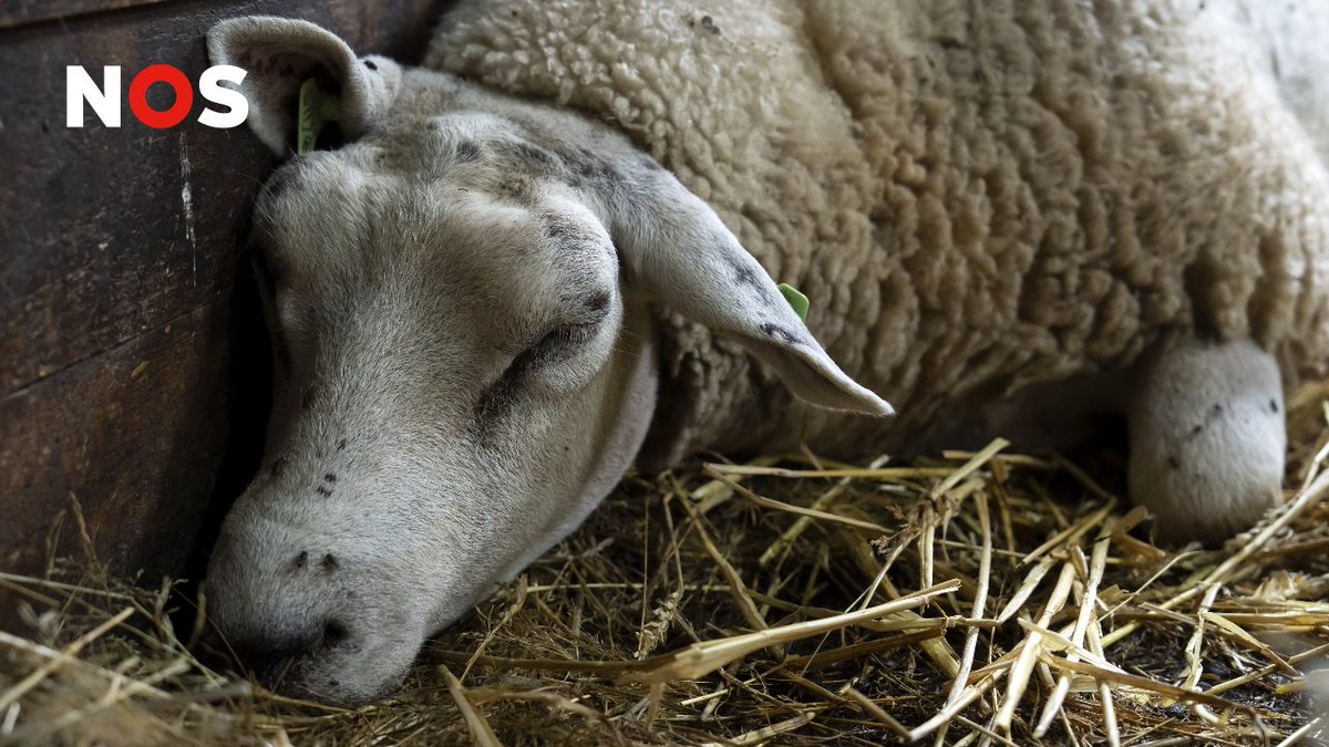 NOS Radio 1 Journaal tweet media