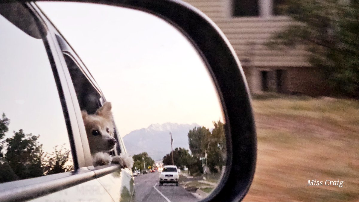 AllyOoopsy's tweet photo. Simple Joy
#photography #MyPhoto #movingphoto #petphoto #dogs #dogsofx #dogfamily #carride #car #carphotography #dogincar #mydog https://t.co/clv2cJw0PA