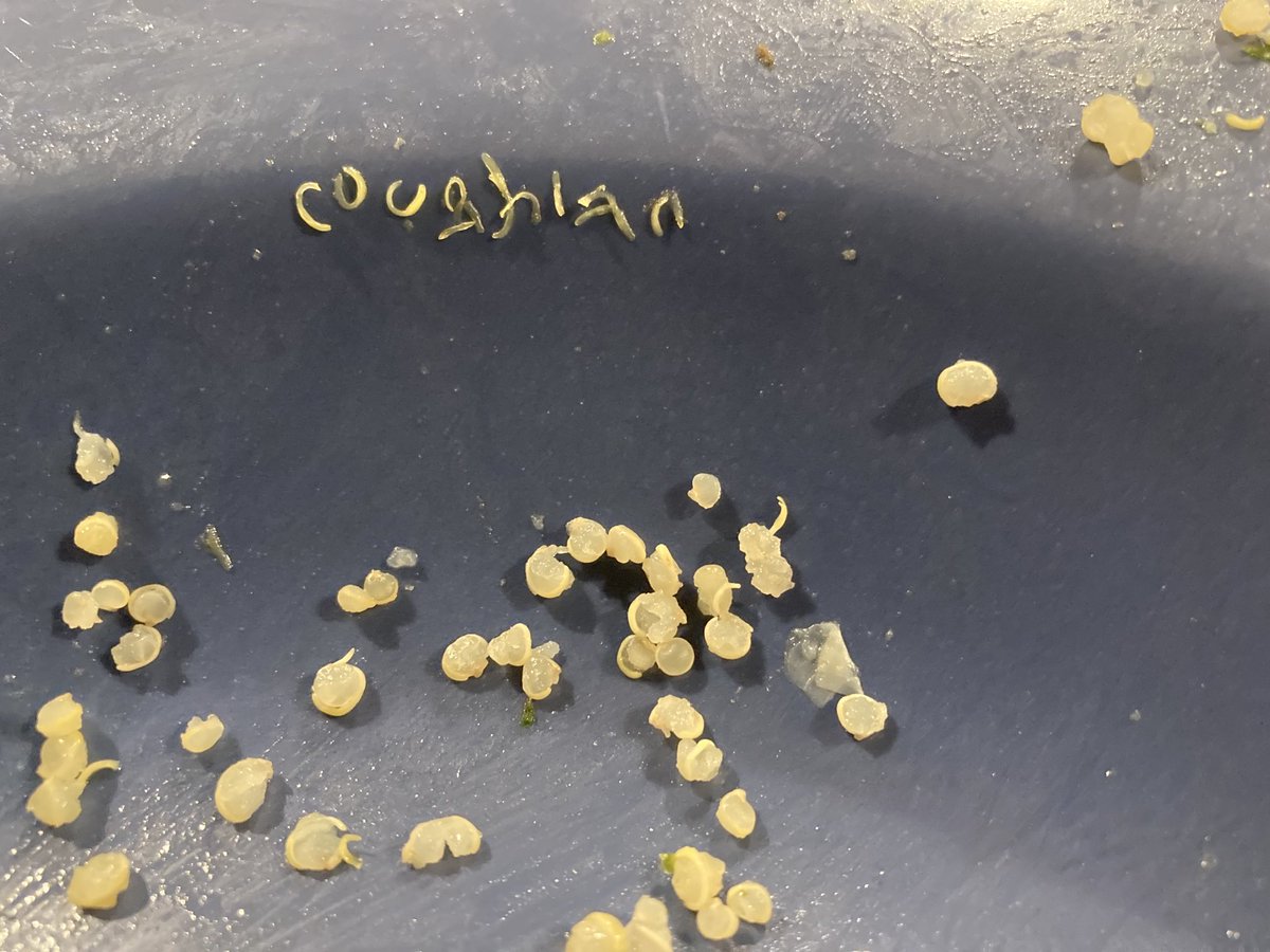 My son writes our last name in quinoa