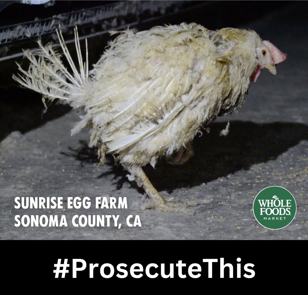 beth_virginia's tweet image. 1/2 Whole Foods is fighting to keep you from seeing this hen found in 2016, stumbling and struggling to walk, after escaping her battery cage — a type of enclosure that is illegal under California’s Prop 2. @SonomaCoDA, don’t prosecute animal rescuers. Instead, #ProsecuteThis