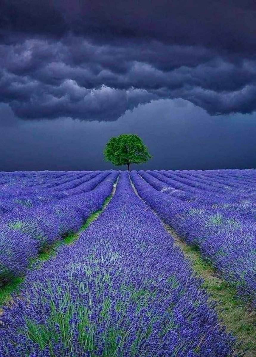 Storm over a Lavender Field, Provence, France 🇫🇷 📸 Antony Zacharias