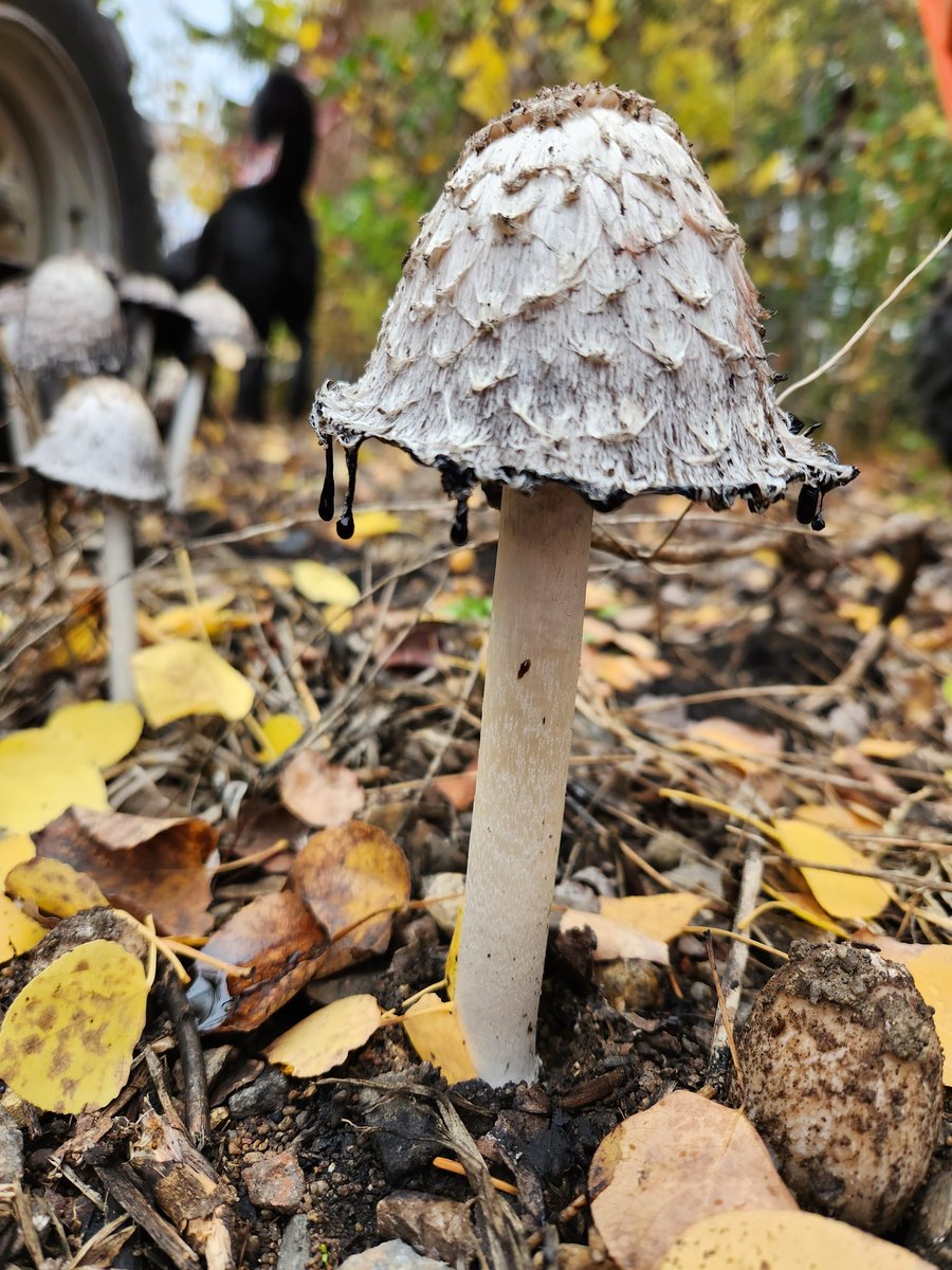 ReilkoffT's tweet image. Since reading #Kimmerer's #BraidingSweetgrass, I can't forget the #Anishinaabe term #puhpowee.  What a beautiful word, full of meaning.  There is no equivalent term for "the force which causes mushrooms to push up from the earth overnight" in my 1st language.
#shaggymanes