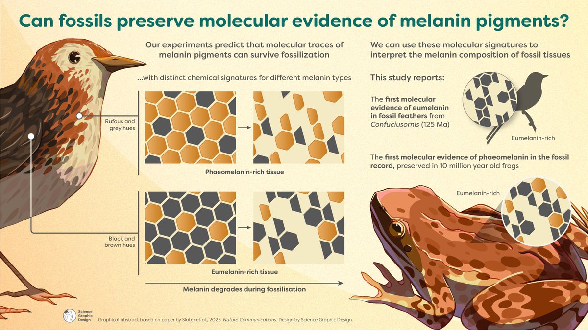 Dr Tiffany Slater (@_tiffany_slater) on Twitter photo 🛎️New paper 🛎️AND haiku alert for #FossilFriday!
Melanin in stone,
Time's pigment forever known,
Ancient hues are shown.
In this study myself, <a href="/MariaMcN_palaeo/">Maria McNamara</a> & co. find phaeomelanin molecules (the pigment producing ginger colouration) in 10 Ma fossil frogs (1/n) <a href="/UCCResearch/">UCC Research</a> 🛎️New paper 🛎️AND haiku alert for #FossilFriday!
Melanin in stone,
Time's pigment forever known,
Ancient hues are shown.
In this study myself, <a href="/MariaMcN_palaeo/">Maria McNamara</a> & co. find phaeomelanin molecules (the pigment producing ginger colouration) in 10 Ma fossil frogs (1/n) <a href="/UCCResearch/">UCC Research</a>