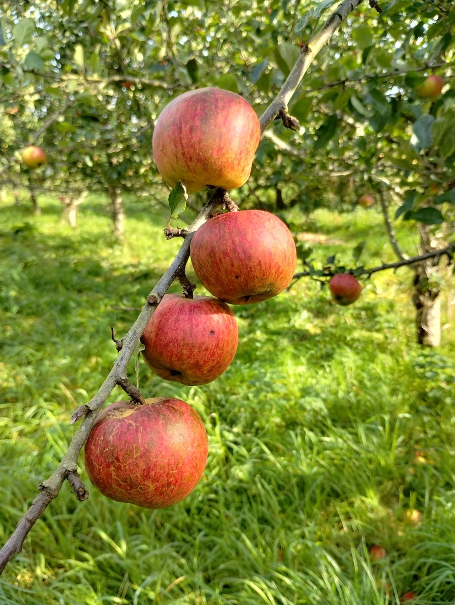 Liberty Fields tweet media