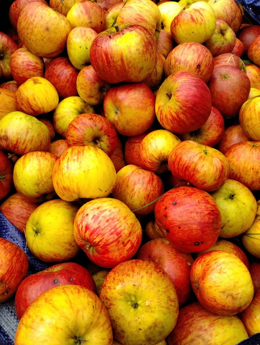 Weather holding off, harvesting the Liberty Belles going well!