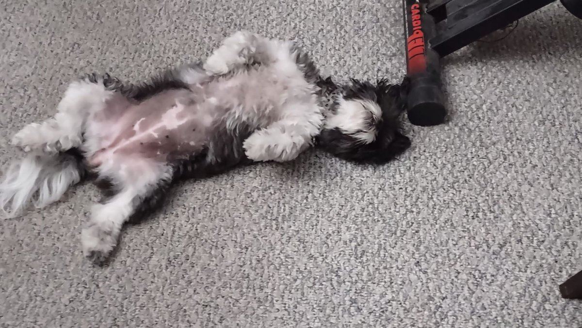 tbkies's tweet image. Annie is auditioning for the part of the murder victim in my next mystery...what do you think, should she get the part?  #WritingCommunity #puppy #randomroad #murdermystery