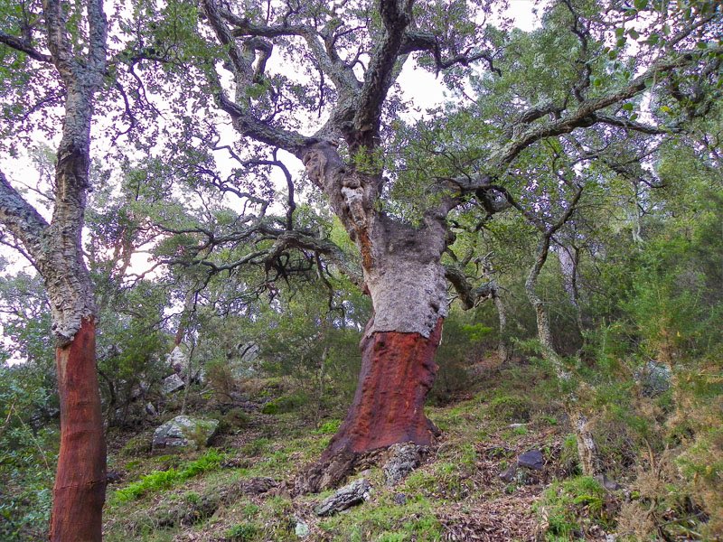 Juan Ramón Pérez tweet media