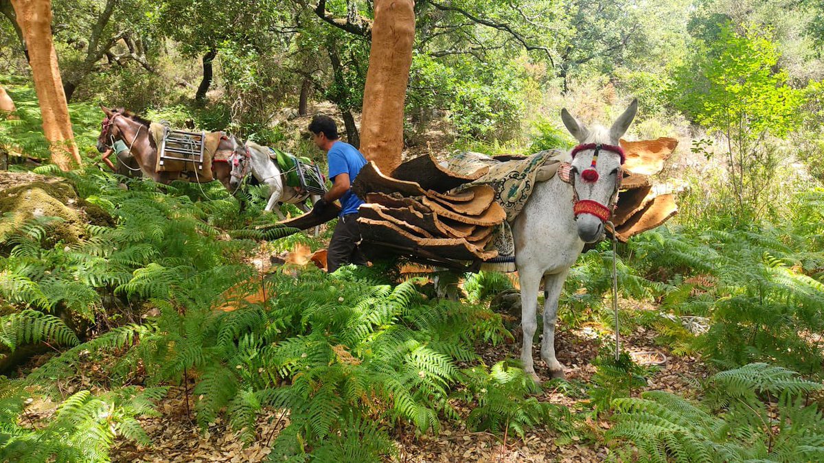 Juan Ramón Pérez tweet media