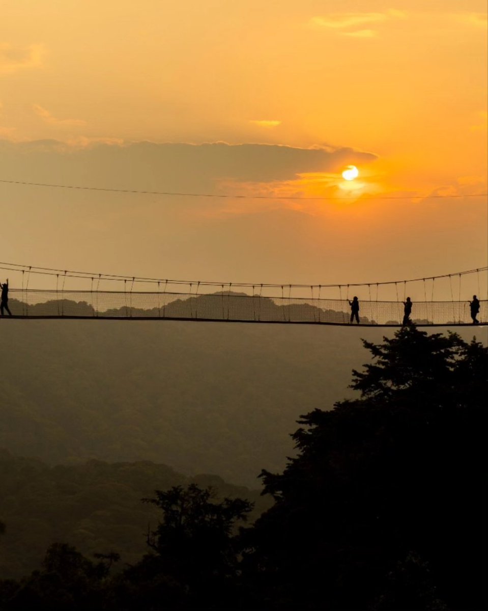 Ibuka23's tweet photo. Canopy walk @nyungwepark - a thrilling way to experience the treetop wonders. 🌳🌄 #CanopyAdventure #canopywalk #nyungwenationalpark #visitrwanda_now @psg @FCBayern https://t.co/4n3wSS3iLM