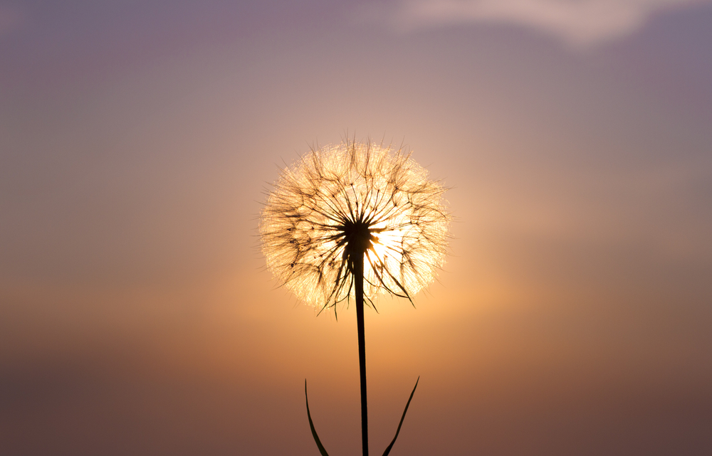 Make your actions so kind,
that they spread seeds of
sweetness far 
and wide.
🌻🌷🌼
🙏
#FridayFeeling #FridayThoughts #FridayMorning #Kindness #BeKind #KindnessMatters #GiftKindness