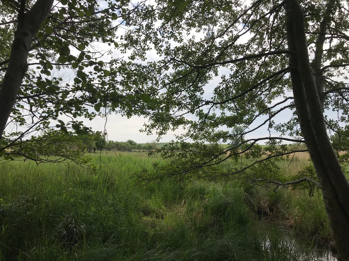 Uckermark_tmu's tweet photo. Moortour mit dem Fahrrad zur Sernitzniederung: 15.10. von 10:30–13:30 Uhr. Das 800 ha große #Sernitzmoor nahe #Greiffenberg (bei #Angermünde) ist einer der wertvollsten Quellmoorkomplexe in #Brandenburg. Anmeldung unter: Tel.: 03331 26040 oder anmeldung.blumberger-muehle@nabu.de https://t.co/nYQOBacoxA