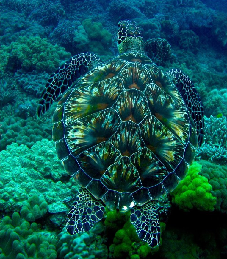 Arteymas_'s tweet photo. La tortuga carey es una tortuga marina en peligro crítico de extinción cuyo caparazón cambia ligeramente de color dependiendo de la temperatura del agua.

Una fotografía de Orazio Fargione https://t.co/1cQAkQUjD9
