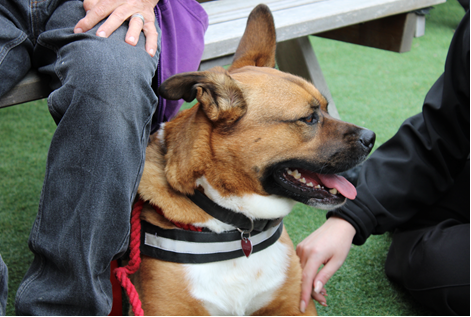Hidden Heroes Day at Stocken was fantastic!

We raised money for a local Dog Rescue within our community with events and a raffle for our staff. We also held another staff awards to recognise the amazing teams, stakeholders, new staff, and legends in our prison.