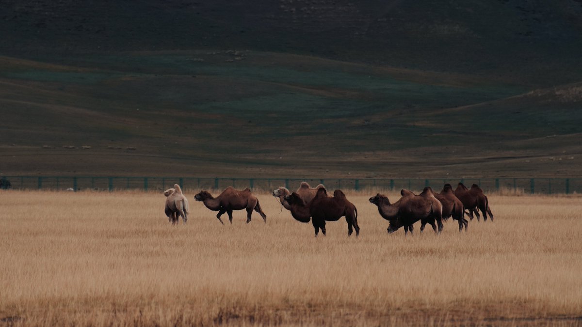 TTArtisanCN's tweet image. Nature heals.
📷我才是真苞米-TTArtisan 500mm F6.3
Available mount: E/Z/RF/L
#ttartisan  #telephoto 
#mountain #wildlifephotography 
#nature #landscapephotography