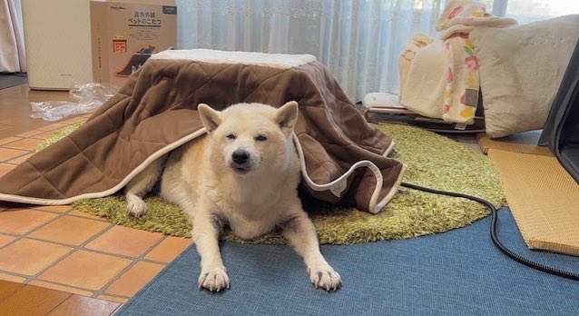 toshi38410872's tweet photo. 散歩終わりの柴犬あいたんに犬用こたつをプレゼントしたら一生出てこなくなった。笑 https://t.co/upl5xa2RG0