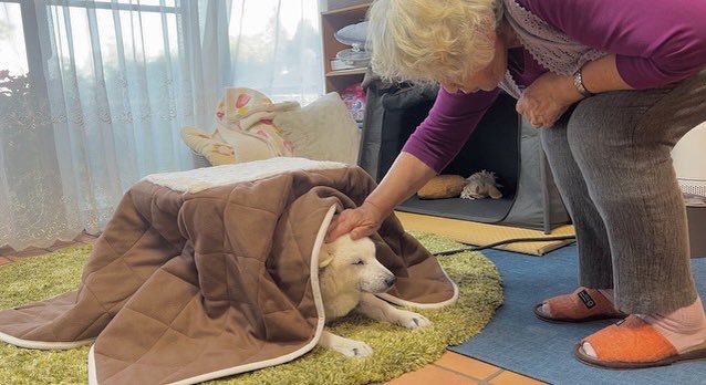 toshi38410872's tweet photo. 散歩終わりの柴犬あいたんに犬用こたつをプレゼントしたら一生出てこなくなった。笑 https://t.co/upl5xa2RG0