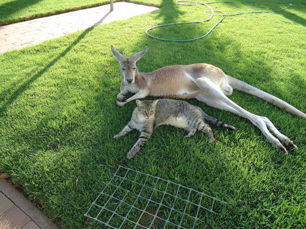 🐈 Katoshi Katamoto tweet media