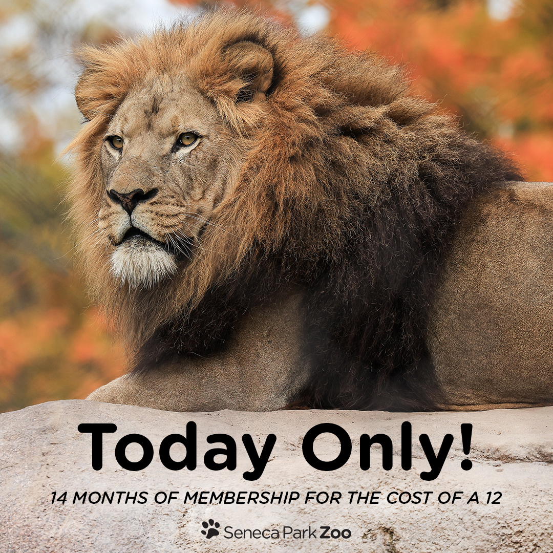 🚨⚡️Join the Zoo today – October 6, 2023 – for 14 months of membership for the cost of 12! Enjoy the Zoo this holiday weekend and return for unlimited visits through December 31, 2024. Just sign up/renew today for this deal! 🙌✨ ow.ly/EWzE50PTFzm