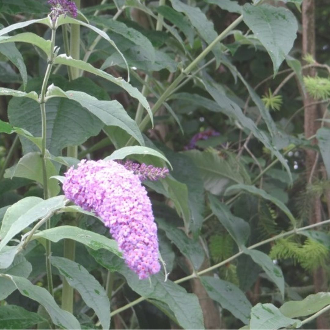 InvasoRamales's tweet photo. #BuddlejaDavidii o arbusto de las mariposas es una #EEI de origen asiático que debido a su uso ornamental se ha naturalizado en diversos puntos de la Cornisa Cantábrica.
https://t.co/AgINUTWDt6
#ramalesnatural #biodiversidad #invasoras #ramales #ramalesdelavictoria #cantabria https://t.co/OpZqvW0Wpd