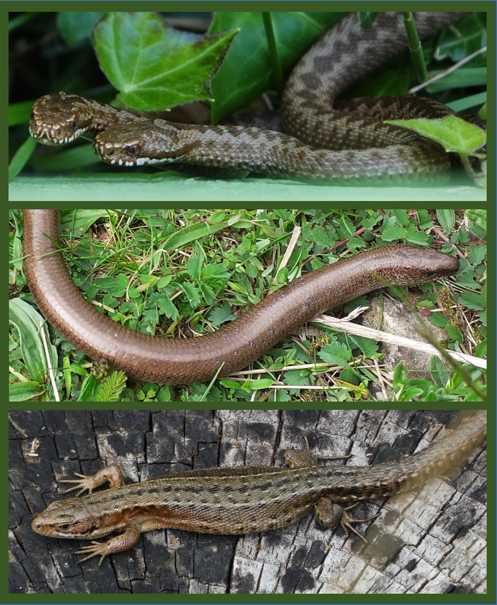 WildlifeDales tweet media