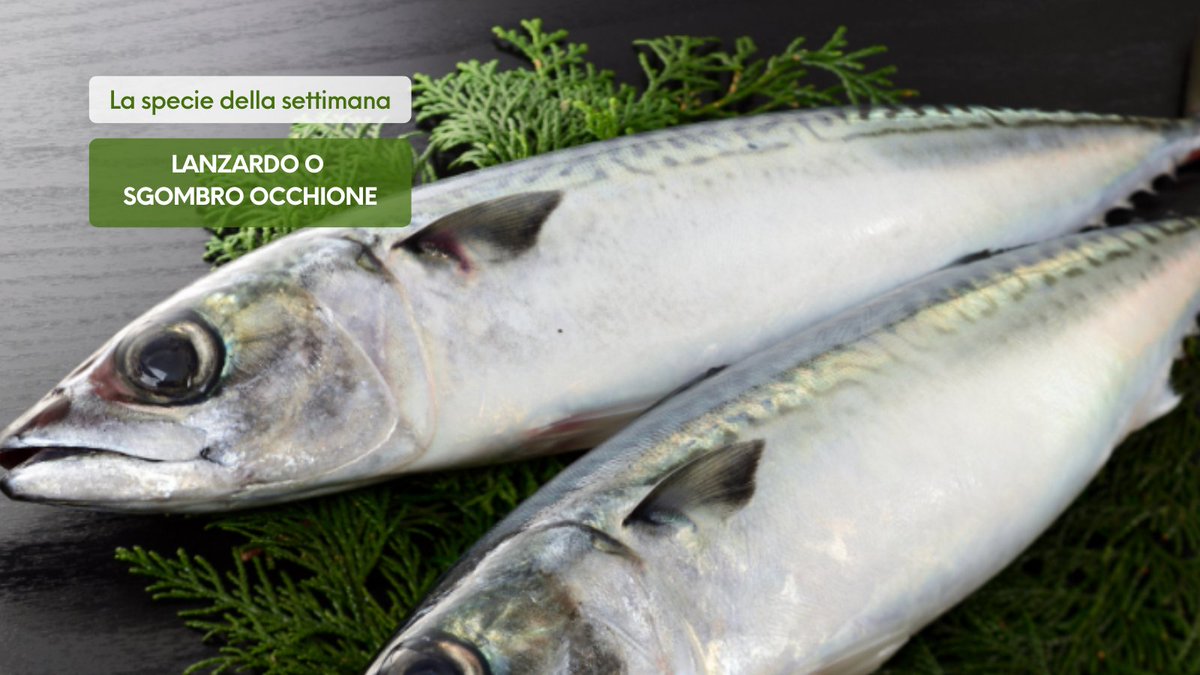 Il Lanzardo o Sgombro Occhione, il #pesce dal grande sguardo! Simile allo Sgombro, ma si distingue per il  grande occhio, per le numerose linee trasversali sinuose a trama labirintica e per le numerose  macchiette grigio-nerastre sui fianchi e sul ventre. hellofish.it/it/il-lanzardo…