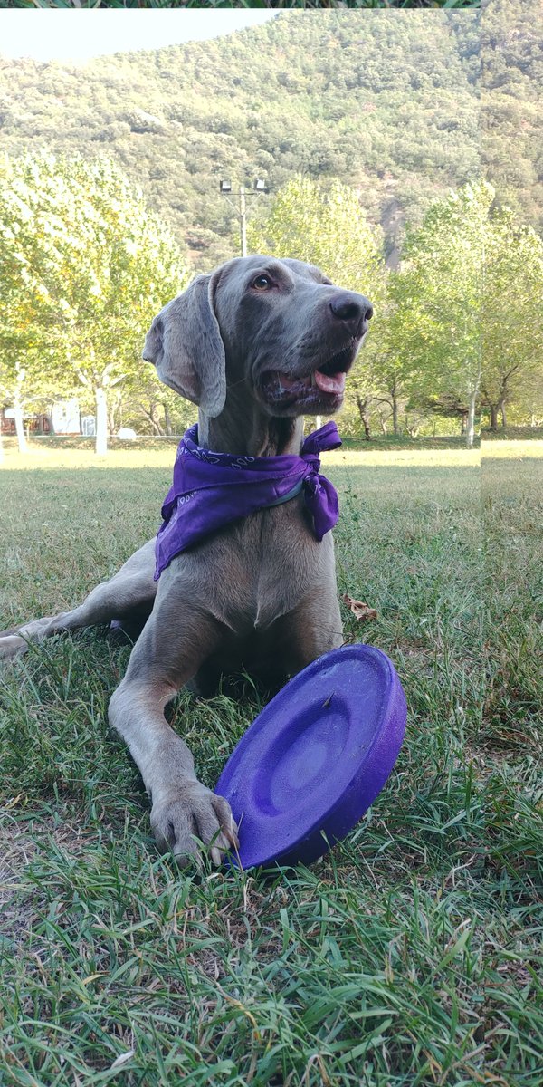 BertoBandi's tweet image. Em faig gran, però no perdo les ganes de jugar.
#NonStopFun #weimaraner #BracoDeWeimar #dogsoftwitter #dogs #braquedeweimar #Weimie #GreyGhost #NoFilters BRU