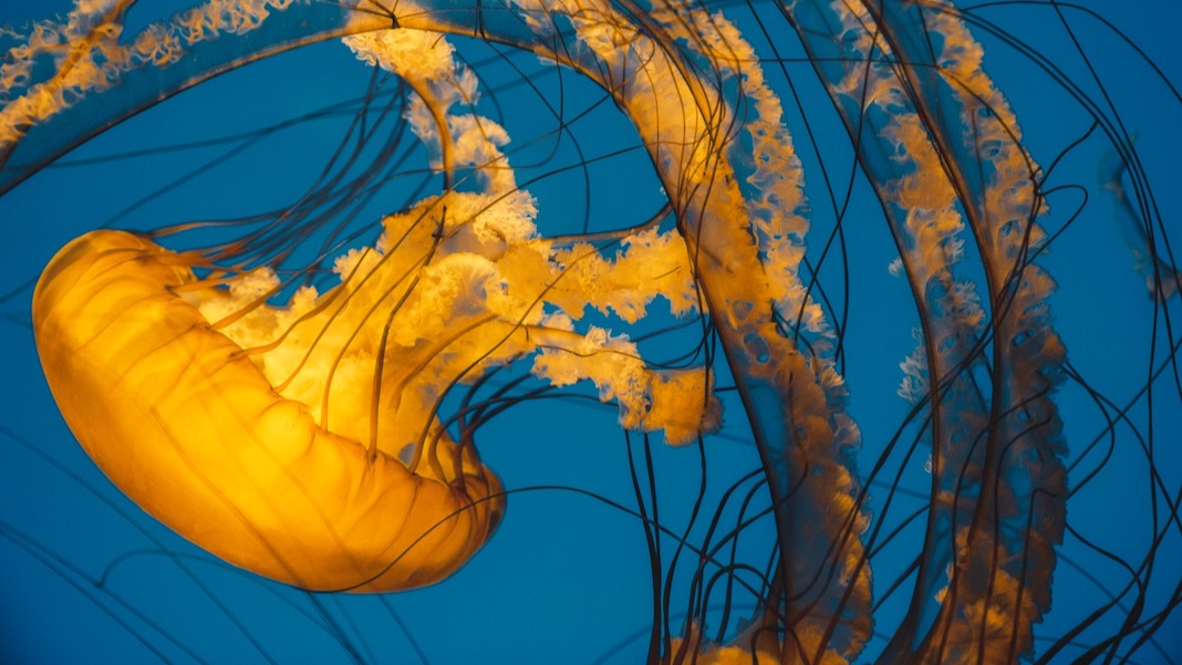 aramir1010's tweet photo. Futturnauta, Organisms Without Brains Can Learn, Too—So What Does It Mean to Be a Thinking Creature? #Futturnauta https://t.co/Es4je9gOkZ https://t.co/OV5GO4mnCV