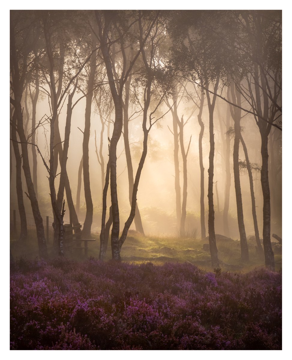 'PINK AND GOLD' A shot from right at the end of the summer. The light was beautiful as mist and sunlight combined. #PeakDistrict