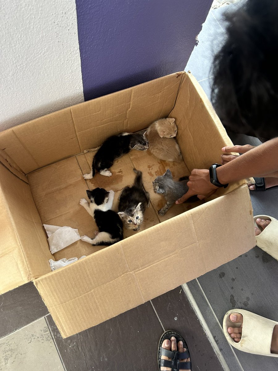 Depan zus coffee area aman jaya ipoh please siapa boleh tlg baby cat, ada orang buang tapi mak diorang tak ada. Tolong please orang Ipoh <a href="/MohKeIpoh/">Mohhh!</a> <a href="/kucingjalananMY/">Kucing Jalanan MY 🐈</a>