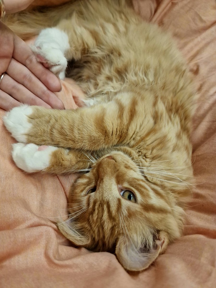 Lil man is only 5 month old and already tripled in size. 🥺

#mainecoon