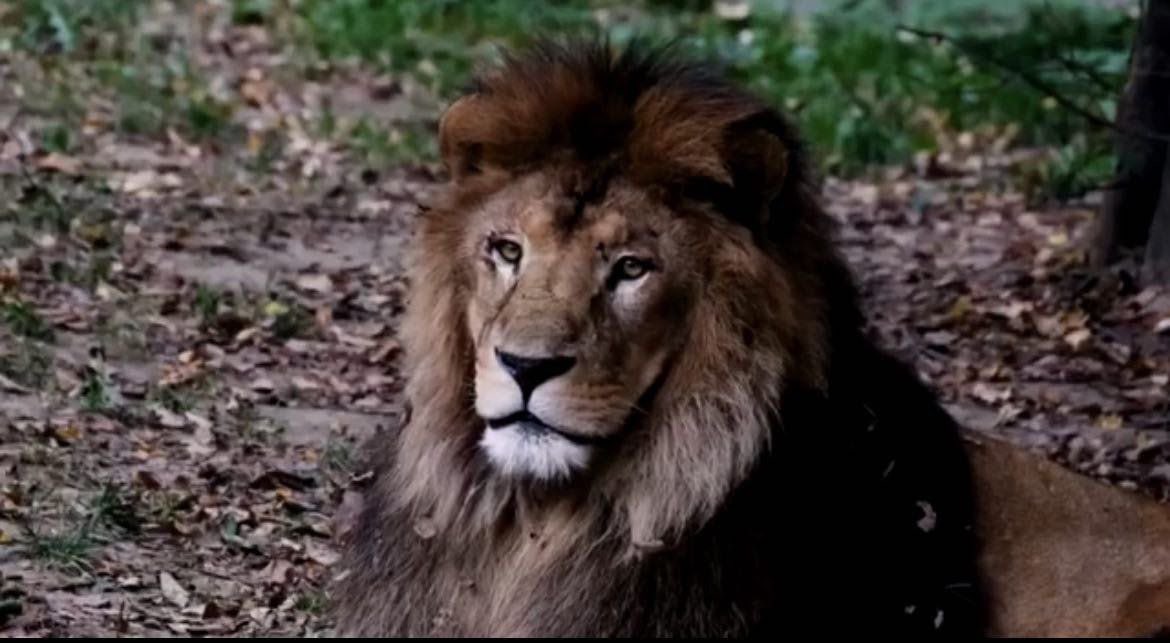 El rey de las bestias es el León. Hermoso, fuerte.
¿Sabías que los leones pueden pasar meses sin beber agua?
Mira este vídeo, tiene datos interesantes.

youtu.be/asxfKelN2Fs