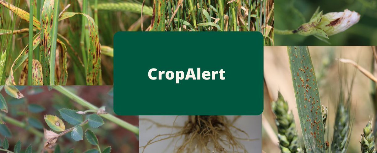 VicCropDiseases's tweet photo. A new CropAlert "Barley loose smut and other crop disease updates" has been added to the Field Crop Diseases Victoria website. To view this CropAlert visit https://t.co/awi1FROvCw #loosesmut #fungicideresistance #CropAlert @GRDCsouth @VicGovGrains @Imharidadu @FanningJosh_ https://t.co/XZPg3EBopv
