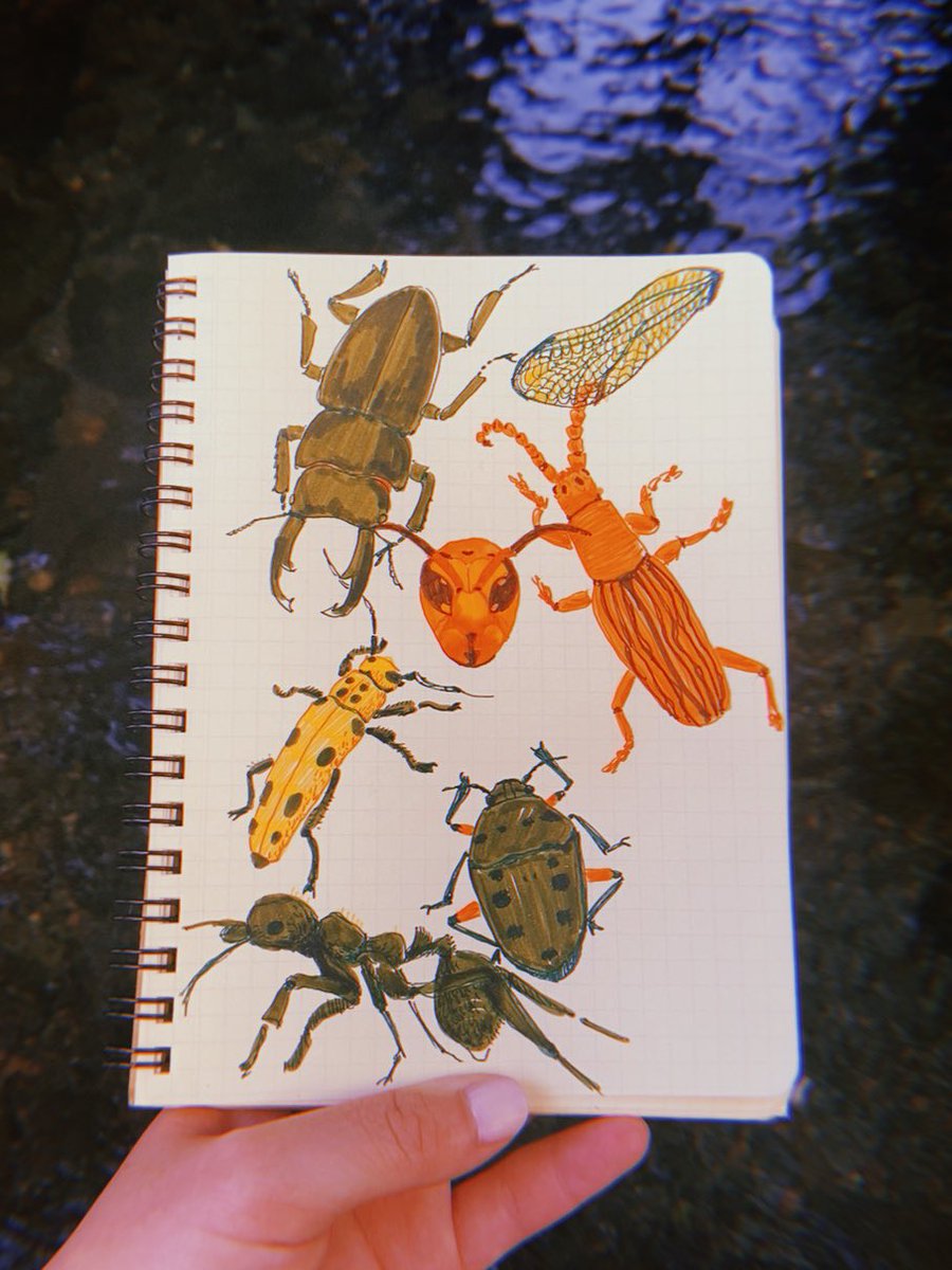 図書館で虫の本借りて模写していた。