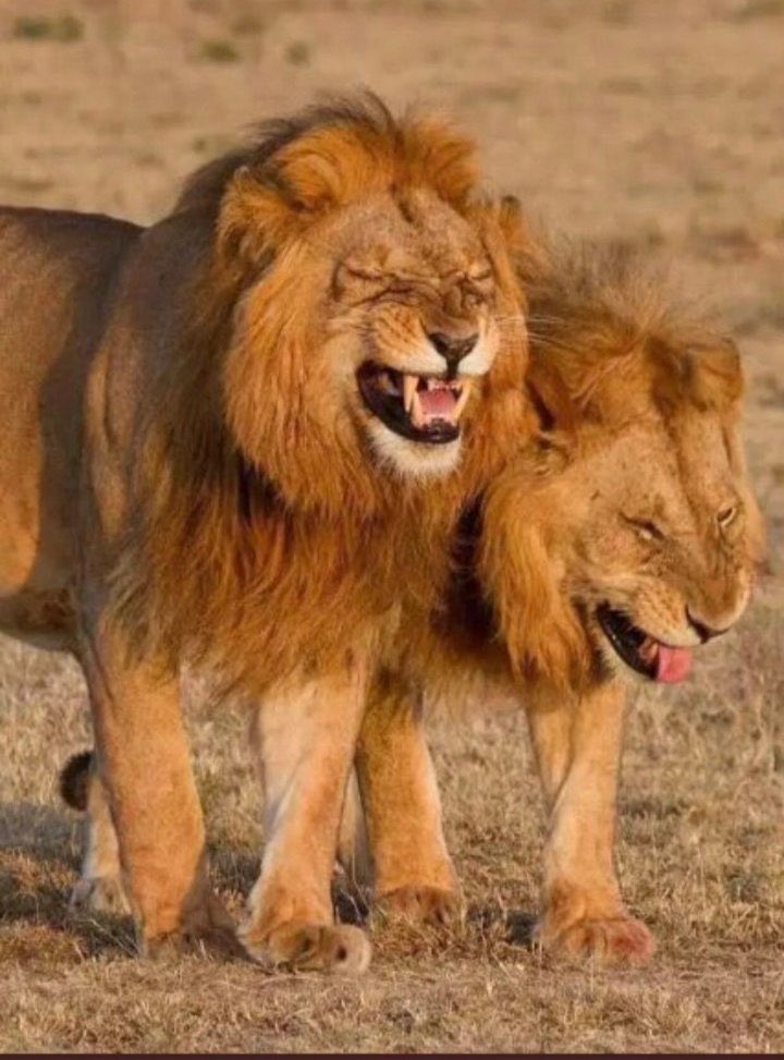 TeeKmash's tweet photo. @AdvoBarryRoux Frame 2 the lion looks like it eats grass https://t.co/Uqoy6gv64N