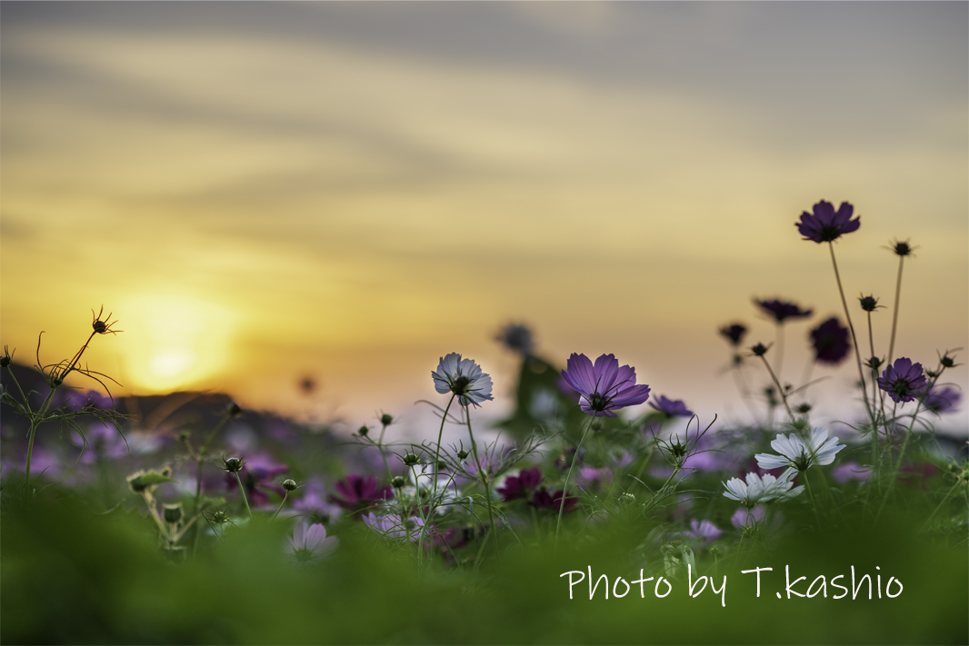 cashi78's tweet photo. 秋の夕暮れ https://t.co/i7tLSjVdNY