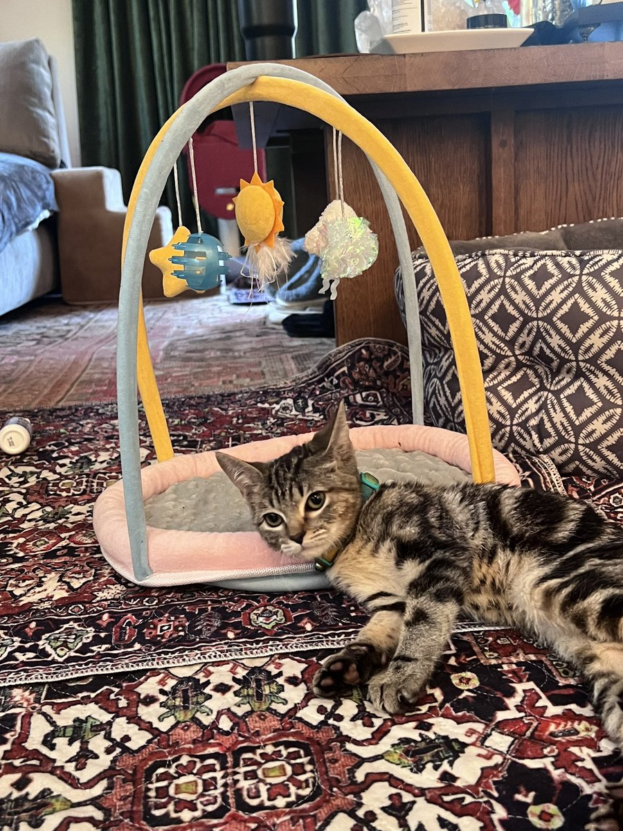 tr0picalgoth's tweet photo. @Tyra__Banksy LOL why thank you 🙏 I saw that cat tree and ordered it within 3 seconds. And my foster bb is gonna be hard to give up…Ruh roh.  😅 https://t.co/rPjwCsKRRF