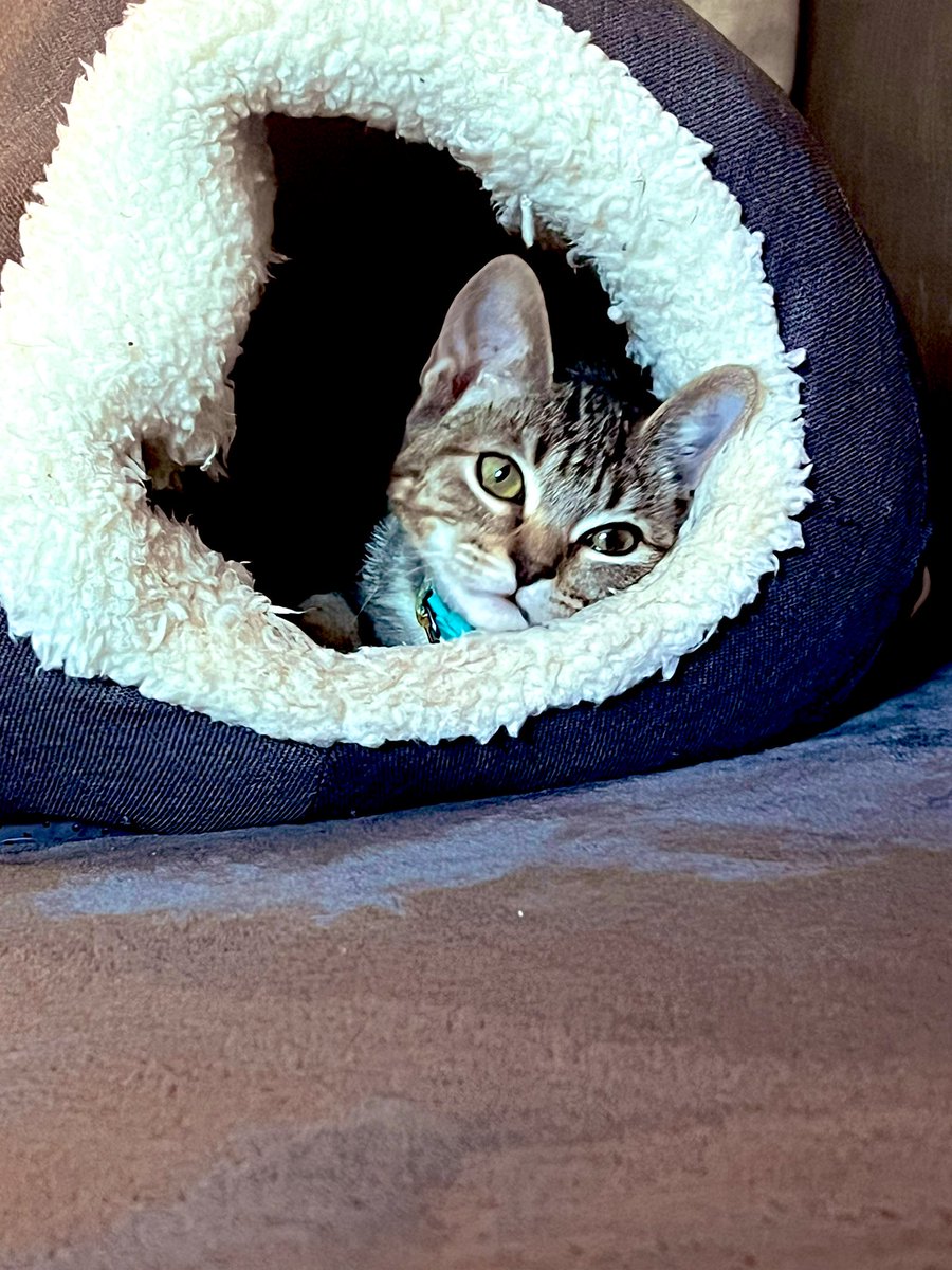 tr0picalgoth's tweet photo. @Tyra__Banksy LOL why thank you 🙏 I saw that cat tree and ordered it within 3 seconds. And my foster bb is gonna be hard to give up…Ruh roh.  😅 https://t.co/rPjwCsKRRF