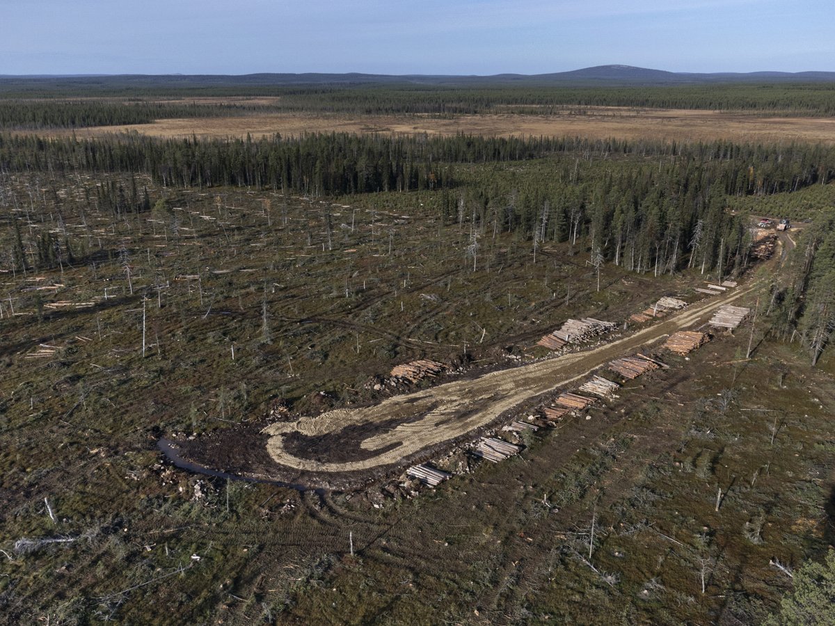 Törkeät #luonnonmetsä -hakkuut Sallassa. Katso kuvat, tällaista ikimetsää ei usein näe. Toivon paljon jakoja, koska tällaisista hakkuista metsäteollisuus haluaa vaieta. Asialla Pölkky Oy, jonka kautta puuta menee myös selluteollisuudelle. #luontokato metsat.greenpeace.fi/blog/sallassa-…