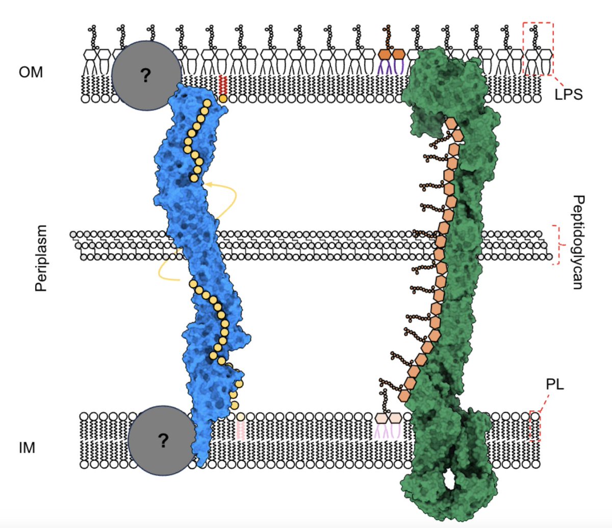 Excited to share that the first paper from the Isom lab is now available on Biorxiv! (biorxiv.org/content/10.110…). We have investigated YhdP at the molecular level to show that it forms an envelope-spanning bridge and that putative phospholipids are found inside this bridge!