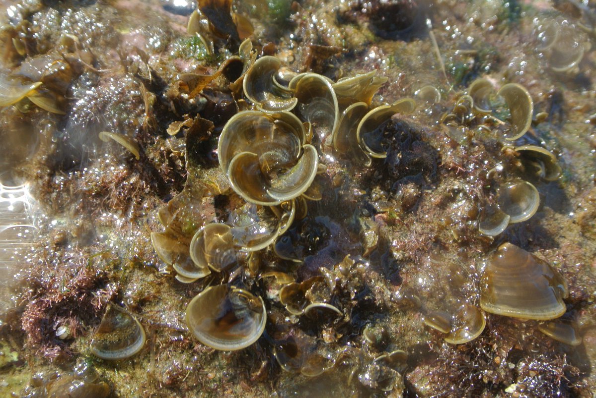 Yeyox_'s tweet photo. #PhycologyFriday, #ficología, Sparkling Padina gymnospora, Veracruz, Mexico https://t.co/KIpkkb584H