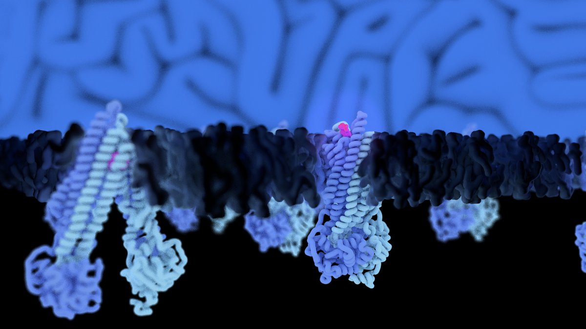 Arne Moeller (@moellergroup) on Twitter photo Paper week continues - now with <a href="/thgeweri/">Theresa Gewering</a> and her work on Pgp's transport mechanism doi.org/10.7554/eLife.… Great collaboration with Ina Urbatsch and Qinghai Zhang. <a href="/MPIbp/">Max Planck Institute of Biophysics</a> <a href="/UniOsnabrueck/">Uni Osnabrück</a> #CellNanOs #cryoEM Paper week continues - now with <a href="/thgeweri/">Theresa Gewering</a> and her work on Pgp's transport mechanism doi.org/10.7554/eLife.… Great collaboration with Ina Urbatsch and Qinghai Zhang. <a href="/MPIbp/">Max Planck Institute of Biophysics</a> <a href="/UniOsnabrueck/">Uni Osnabrück</a> #CellNanOs #cryoEM