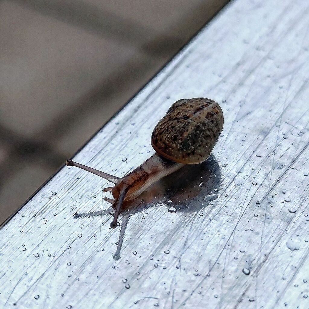 gombau's tweet photo. Mini caracol
#StreetPhotography
#CityLife
#VidaEnLaCiudad
#StreetPhotographers
#StreetPhotographersCommunity
#Life_Is_Street
#StoryOfTheStreet
#StreetThings https://t.co/9enwab7W4s https://t.co/yvtWBaiQ6m