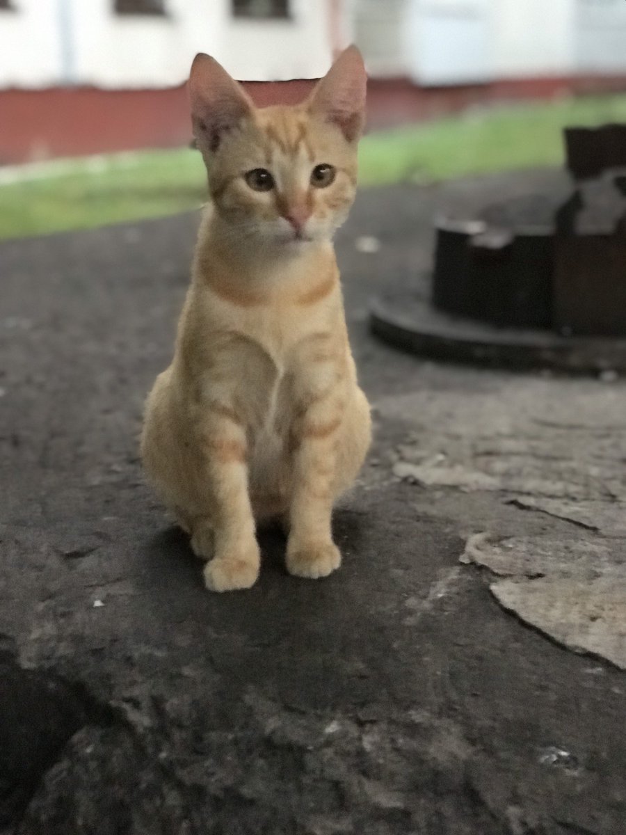 binas1976's tweet photo. Котик Марік подає заявку на усиновлення😃
Він залишився один з трьох братиків( Томас знайшов дім, сіренького Гарі роз‘їхала машина😭)
Золотий хлопчик з великою буквою «М» на чолі😲, , любить компанію
Вік 6 місяців
Йде зима і так не хочеться, щоб він залишився на вулиці😢 https://t.co/CROKdRf5jF